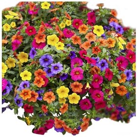 Resim Yaozixa 100 Adet Zambaç Tohumu - Ev Bahçesi İçin Kolay Bakımlı Saksı Bitkisi - Ev Dekorasyonu İçin Renkli Bahçe Oluşturucu 