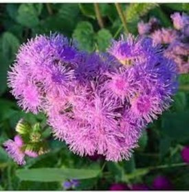 Resim 100 Adet Tohum Organik Hobi Bahçe Nadir Pembe Vapur Dumanı Çiçek 