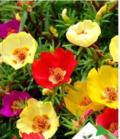 Resim 10 Adet Katmerli İpek Çiçeği Tohumu + Çiçek Tohumu 