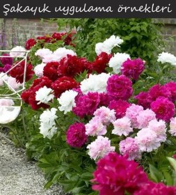 Resim 9 Adet Şakayık Çiçeği Soğanı..karışık Renkler.yeni Mahsul. 