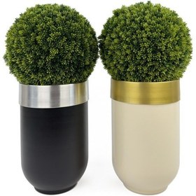 Resim İkili Şimşir Ağacı 90cm Siyah Ve Krem Darbuka Saksıda H 