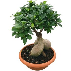 Resim Ficus Microcarpa 'ginseng Bonsai' 