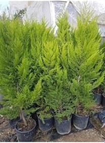 Resim Videolu Kokulu Limoni Selvi Fidanı 10 Adet 40-60Cm Saksılı (Lemon Cypress Sapling) 