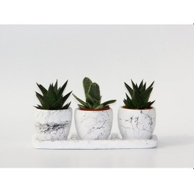 Resim Trio Beyaz Sukulent Seti - Haworthia. Gasteria Obliqua 
