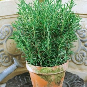 Resim Nane Çay İçin Uygun Aromatik Saksılık Abraxas Baharatlık Biberiye Fidesi 2 Adet 
