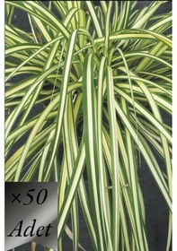 Resim Sarı Sarkık Carex Bitkisi x 50 ad 