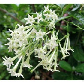 Resim Melisa Çiçeği Fidanı 5 Adet - Cestrum Nocturnum N11.583 