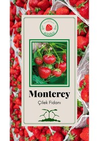 Resim 45 Adet Monterey Çilek Fidesi Açık Kök ve Taze Söküm (Frigo) 