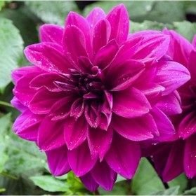 Resim Thomas A.Edison Dahlia İri Yıldız Çiçeği Yumrusu (1 Adet) 