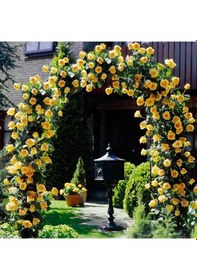 Resim Tüplü Aşılı Perfect Yellow Fuldane Sarı Kokulu Sarmaşık Yediveren 