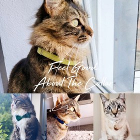 Resim Cat Collar Velvet Named Bell Cat Collar 649724 - Light Green Collar / S/M 