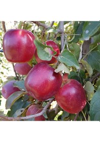 Resim Tüplü Aşılı Yarı Bodur Dark Red Flavor Elma Fidanı 