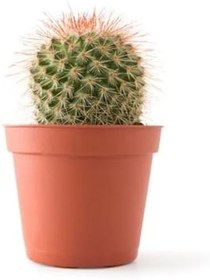 Resim Hediyelik Beyaz Renk Sıklamen Çiçeği Sevgililer Gününe Özel Kaktüs Hediyeli 