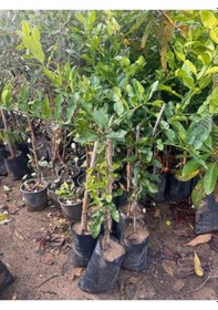 Resim Nadir Bulunan 3 Yaş Tüplü Kaffir Lime Limon Boy 120-150 Cm 