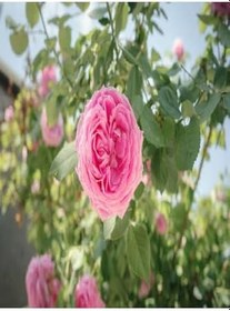 Resim Bulgar Gülü Pembe Çiçeği Fidanı, SRDQ105 