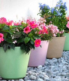 Resim Ribeira 50 Plastik Saksı Fuşya 