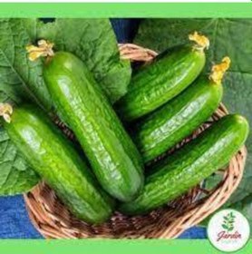 Resim 15 Adet Tohum Yerli Erkenci Badem Salatalık Tohumu 