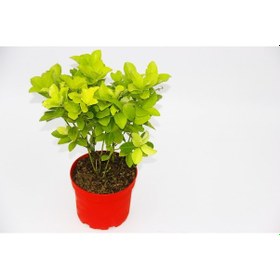 Resim Kırmızı Saksıda Gold Taflan Euonymus 