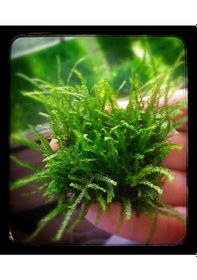 Resim Java Moss Akvaryum Bitkisi 5x5 Paslanmaz Tele Sarılı 10'lu Paket 