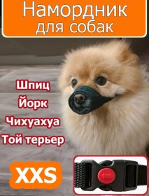 Resim Jatte Küçük Irk Köpekler İçin Ağızlık 234242851 