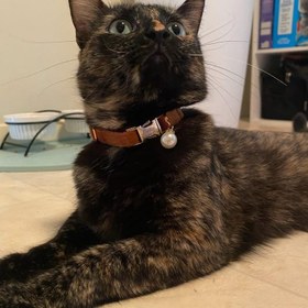 Resim Cat Collar Velvet Named Bell Cat Collar 755153 - Gray LEASH / S/M 