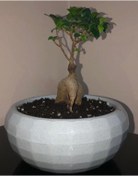 Resim Karasu plastık Karasu Arajman Küçük Saksı 16.5x7.5 Cm 