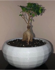 Resim Karasu plastık Karasu Arajman Küçük Saksı 16.5x7.5 Cm 