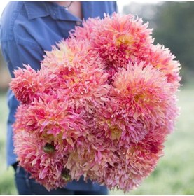 Resim Xxl İri Çiçekli Myrtle's Folly Dahlia Yıldız Çiçeği Soğanı Yumrusu 1 Adet 