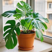 Resim 5 adet Şeffaf Yaprak Tasarımı Bitki Destek Çubukları - Esnek Monstera Gövde Klipsleri, Kapalı Alan Bitkileri için Görünmez Bitki Destek Tutucuları, Sarmallar/Pothos/Hidroponik için Anti-Tip Dikey Büyüme Desteği 