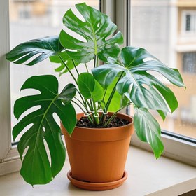 Resim 5 adet Şeffaf Yaprak Tasarımı Bitki Destek Çubukları - Esnek Monstera Gövde Klipsleri, Kapalı Alan Bitkileri için Görünmez Bitki Destek Tutucuları, Sarmallar/Pothos/Hidroponik için Anti-Tip Dikey Büyüme Desteği 