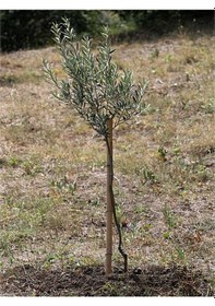 Resim Bitkim Sende Özel Gemlik Zeytin Fidesi 70 100 Cm 1 Adet Saksılı/tüplü Dış Mekan Ağacı 
