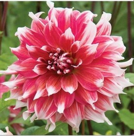 Resim Büyük Çiçekli Frost Nip Yıldız Dahlia Çiçeği Soğanı Yumrusu 1 Adet Kopya 