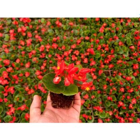 Resim Begonya Çiçeği 45 Adet - Kırmızı Renk 