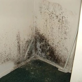 Resim Flora Nem Alıcı 200 G 12 Adet 