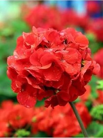 Resim Videolu Canlı Kırmızı Premium 1 Adet Sardunya Çiçeği 15-40Cm Saksılı (Geranium) 