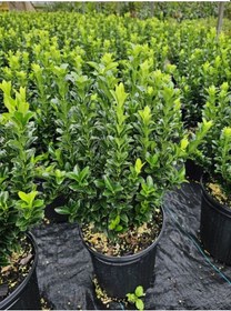 Resim Yeşil Canlı Taflan Çiçeği Saksılı 1 Adet 20-40cm Euonymus Japonicus 