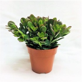 Resim Crassula Ovata - Para Ve Şans Bitkisi - 5 Adet Sukulent - Terary 