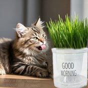 Resim Otomatik Kendi Kendine Sulama "Good Morning" Etiketli Kirsiz Kedi Çimi Saksısı - İç Mekan Kedileri için Şeffaf Plastik Kedi Çimi Saksı, Güvenli & Kolay Temizlenebilir Evcil Hayvan Dostu Ev Dekoru 