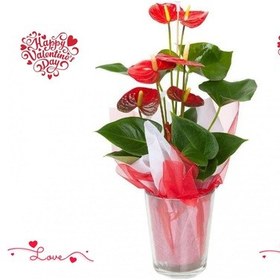 Resim SEVGİLİLER GÜNÜ ÇİÇEĞİ KIRMIZI ANTORYUM 