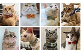 Resim Bow Tie Cat Collar Safe Easy Open 31800 - Orange 