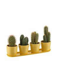 Resim Kaktüs Saksı 4'lü Set Mint 0,12 4 Lt 295 65 65 Mm 