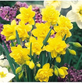 Resim Golden Salome Nergis Soğanı 