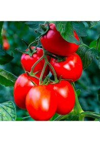 Resim Gelenekselkahvaltılık Sofralık Salçalık Rio Grande Domatesi Tohumu 50 Tohum 