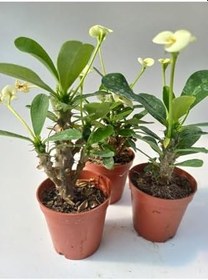 Resim Euphorbia Milii Sarı(Dikenler Tacı) Çiçeği 3 Adet 8.5Cm Saksıda 