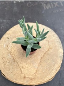 Resim Crassula Mesembryanthemoides Succulent Tüylü Çiçek Açan Sukulent Saksı Hediyeli 