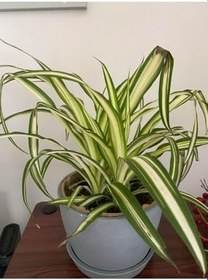 Resim Yeşil Kurdele Çiçeği Chlorophytum Comosum İç Mekan Çiçeği 20-30Cm, SRD04022025BYB1128 