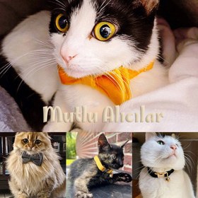 Resim Cat Collar Velvet Named Bell Cat Collar 649724 - Tasma + Papyon + Gezdirme İpi / S/M 