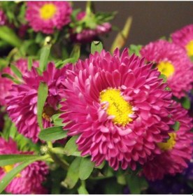 Resim Ponpon Crimson Aster Çiçeği Tohumu 50 Tohum 