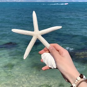 Resim 2 Adet El Yapımı Büyük Deniz Kabuğu ve Beş Yıldızlı Denizyıldızı Örneği - Duvar Dekoru ve Ev Aksesuarı, Oturma Odası, Yatak Odası ve Giriş Alanı İçin Mükemmel Süs 
