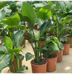 Resim Starliçe 3 Köklü - Cennet Kuşu - Strelitzia Nicolai 100-120cm 